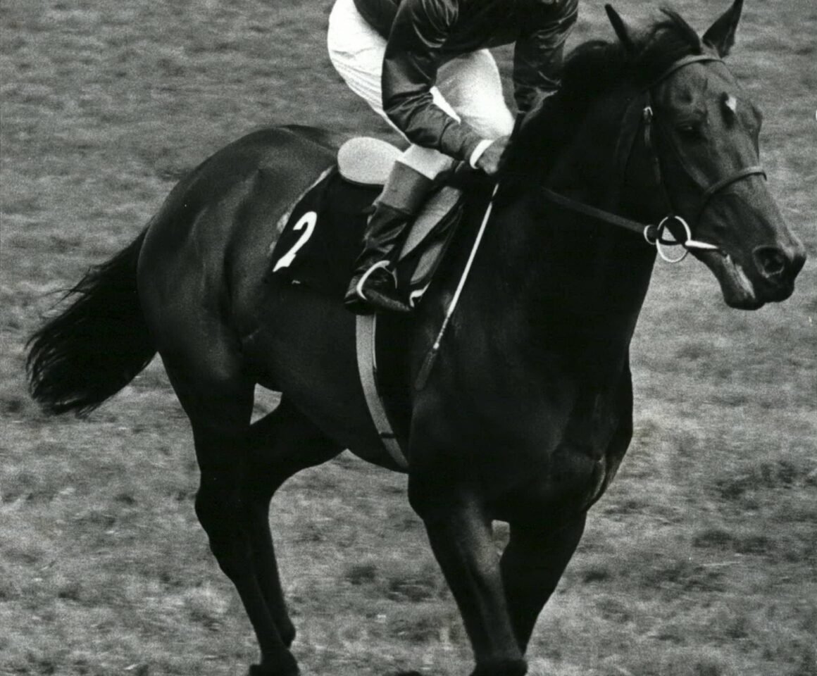 Brigadier Gerard